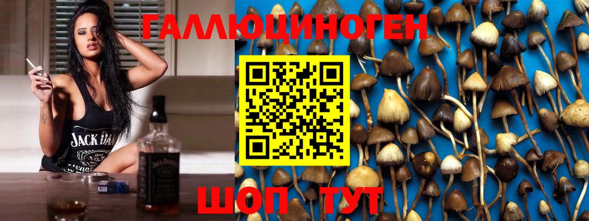 Полысаево  Галлюциногенные грибы Psilocybine cubensis  Галлюциногенные грибы мицелий  Вход с VPN 